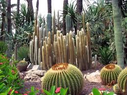 They contain about 70,000 date palms. Palm Grove Elche Review Of Palmeral De Elche Elche Spain Tripadvisor