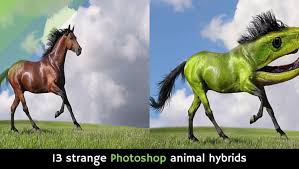 One may think of mutations or pokemon when looking at them. 13 Strange Photoshop Animal Hybrids Video Alltop Viral