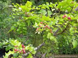 Image result for Clausena anisata