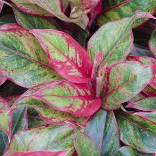 Découvrez, identifiez, apprenez à cultiver les plantes à fleurs rouges. Plante Verte D Interieur Liste Ooreka