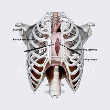 Image result for Pericardium