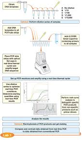 Pcr This Image Shows The Full Process Of Pcr And How You