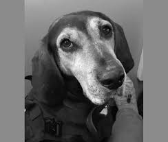 Medium in size, energetic, and loyal, these pups inherited. Embark Dog Dna Test Breed