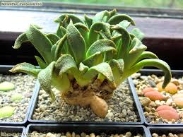 Image result for Nananthus