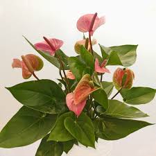 Check spelling or type a new query. 9 Low Risk High Reward Indoor Plants Seattle S Favorite Garden Store Since 1924 Swansons Nursery