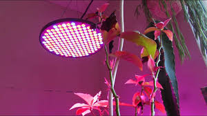 50w Led Ufo Grow Lights By Mrhua On Amazon Review Update Youtube