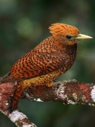 Pin On Wild Birds