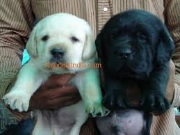 Unfortunately there's no way you can adopt a rajapalayam puppy for free anywhere unless it's a friend's dog who has littered. Free Dog Sales In Chennai