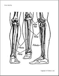 The tibia and fibula are two long bones that run parallel to each other, forming the scaffold of the leg and providing attachment points for many muscles. Bone Diagrams Knee And Leg Labeled Abcteach