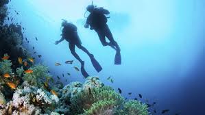 Gambar laut indah di dunia. Surga Wisata Karang Bawah Laut Paling Indah Di Dunia