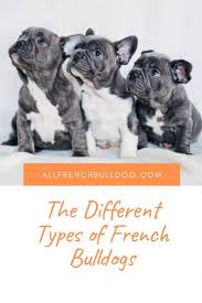 French bulldogs are adorable animals that make great family pets with their loving, friendly personalities. The Different Types Of French Bulldogs Explained