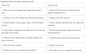 Maybe you would like to learn more about one of these? Letcises Make A Comparison And Write Down Ways In Which Plant Cells Are Different From Animal Cells How Is A Prokaryotic Cell Different From A Eukaryotic Cell