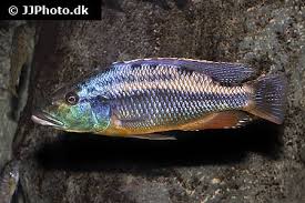 Image result for Macrotyloma daltonii