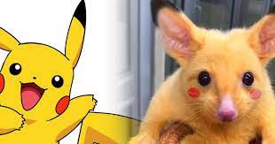 Foto Hewan Pikachu Ternyata Pikachu Hidup Di Australia Kumparan Com Pokemon Pikachu Pokemon Yellow Ash Ketchum Bulan Puasa Daun Detec Pikachu Hewan Detective