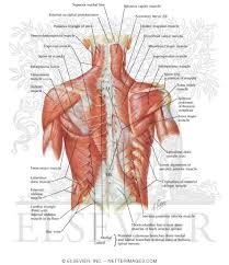 And flexibility to aid in the functional process of respiration. Posterior Thoracic Wall Dorsal Aspect Of Thorax