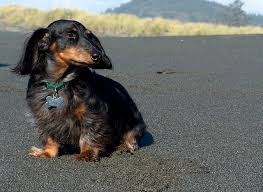 The average lifetime cost of owning a dog or cat stands at £17,000. Costs Of Shipping Dogs By Air Top Dog Tips