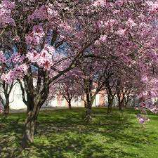 Purple leaf plum trees, also known as cherry blossom trees, have showy pink flowers that emerge in spring before it leafs out. Purple Leaf Plum Plant Care Growing Guide