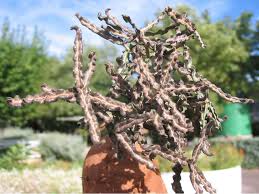 Image result for Fockea angustifolia