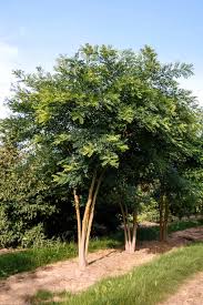 Image result for Styphnolobium