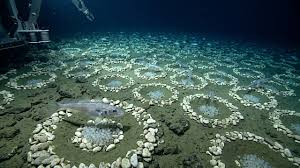 Pesquisadores encontraram 60 milhões de ninhos de peixes sob o gelo e revelaram a maior área de reprodução já conhecida