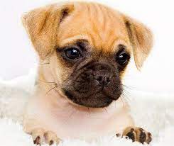 Pin By Bailey Puggins The Pug On Pug Mixed Breeds Chug Puppies Chug Dog Pug Mix