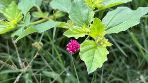 Image result for Boerhavia coccinea