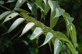 Image result for Trema sp A