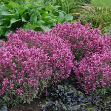 Most fragrant flowers zone 6. Photo Essay Nosing Around The Garden For Fragrant Perennials Perennial Resource