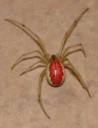 For example under houses, crevices between rocks or in holes sydney funnel webs do not live in houses. 39 Best Black Widow Spider Ideas Spider Black Widow Spider Widow Spider