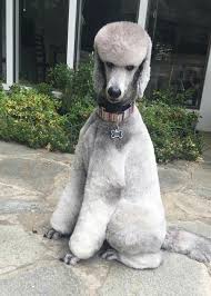 Finnigan Giving Stink Eye Poodle Haircut Poodle Dog Standard Poodle Haircuts