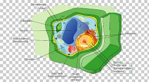 Plant Cell Biology Organelle Cellular Chart Png Clipart