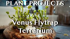 Avoid planting it in regular potting soil: Plant Projects Venus Flytrap Terrarium Youtube