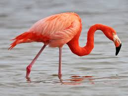2,253 transparent png illustrations and cipart matching flamingo. American Flamingo Ebird