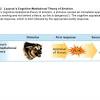 Lazarus' appraisal theory of emotions. 1