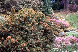 Image result for Heteromorpha stenophylla