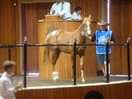 Life Of A Racehorse Horse Racing Kills