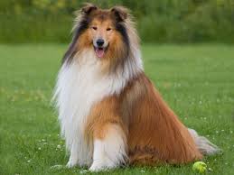 Collie Nasil Bir Kopektir Irk Ozellikleri
