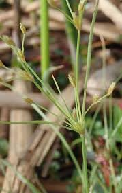 Image result for Fimbristylis squarrosa
