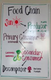 This Is A Great Food Chain Anchor Chart That Could Easily