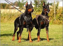 Pin On Dogs