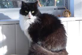 Long haired cat breed health. 10 Facts About Tuxedo Cats Catster