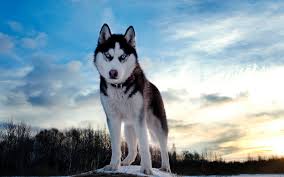 A collection of the top 56 full 4k desktop wallpapers and backgrounds available for download for free. Dog Wallpapers Hd Desktop And Mobile Backgrounds
