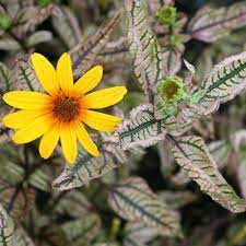 Maybe you would like to learn more about one of these? Heliopsis Helianthoides Summer Pink