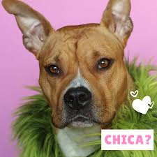 Breeds and dogs imported from other. 100 Popular Spanish Dog Names And Meanings Pethelpful By Fellow Animal Lovers And Experts