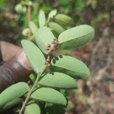 Image result for Phyllanthus nyikae