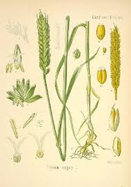 Wheat Helena Your Eyes Are Lode Stars And Your Tongue S Sweet Air More Tuneabl Illustration Herbes Illustrations De Plantes Illustration Botanique Vintage