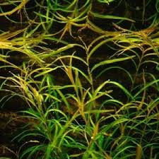 Image result for Potamogeton richardii