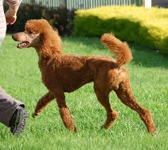 Puppies have been breed from dna tested parents and are sold with limited registration pedigree papers from dogs qld suitable for pet homes. Home
