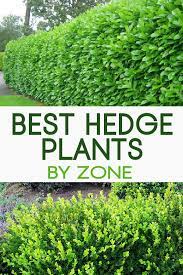 Check out our zone 10 selection for the very best in unique or custom, handmade pieces from our shops. Top 10 Best Hedge Plants By Zone Gardenlovin Hedge Plants Best Hedge Plants Hedges Landscaping