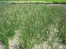 Image result for Eleocharis naumanniana